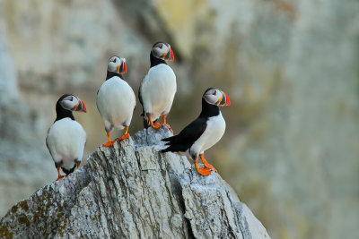 Macareux moine (Atlantic Puffin)