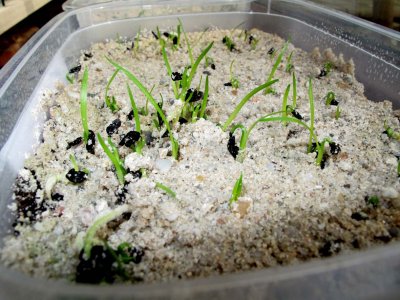 Agapanthus seedlings after 1 month.jpg