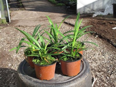 Agapanthus 2009 .jpg