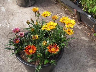 gazania 2.jpg