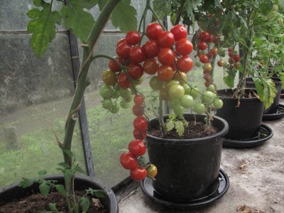 Cherry tomaten  Petit Sweet.jpg