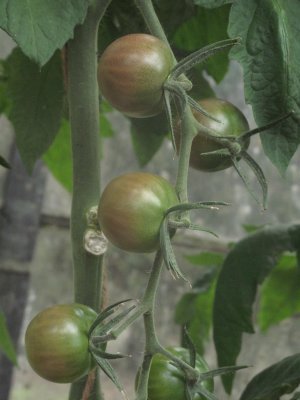 Black Cherry tomaten.jpg