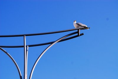 DSC_0258n.jpg