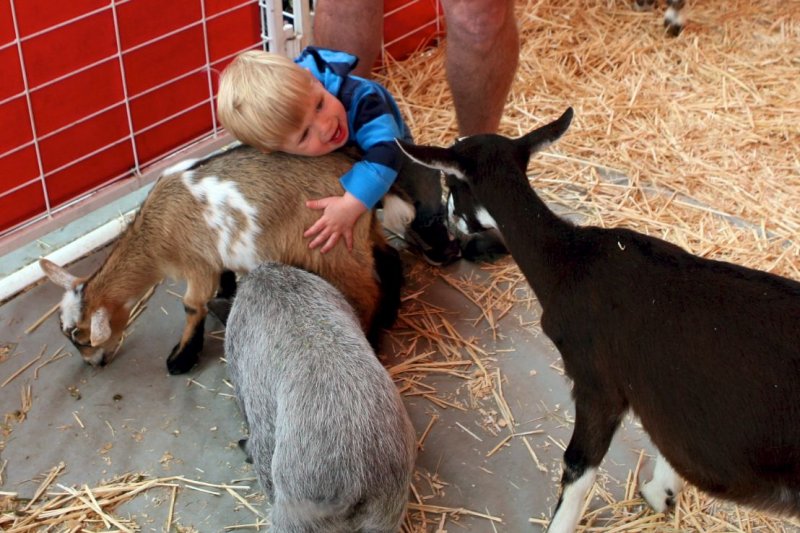 Will's First Trip to the County Fair