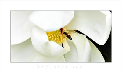 Magnolia Bee