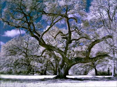 IR Coloured Panorama