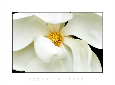 Magnolia Bloom_05