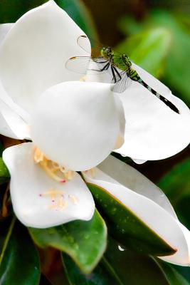 Heliconed Magnolia Dragon