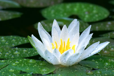 Lily in the Rain