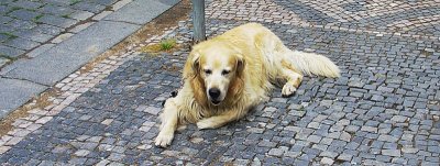 Dog waiting on the street