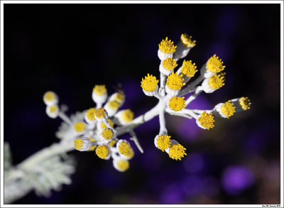 Senecio cineraria silver dust