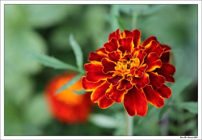 French marigold