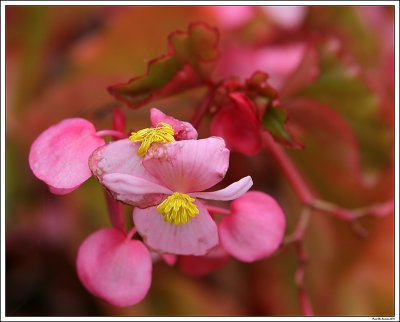 Flowers in red