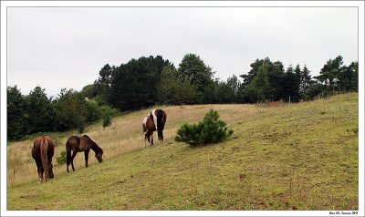 Horses on grass - Ejby River Valley