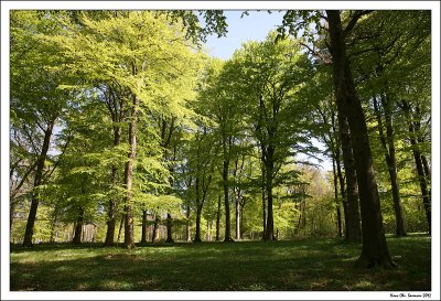 The green forest