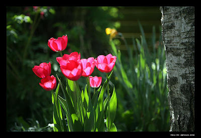 Spring in the garden.