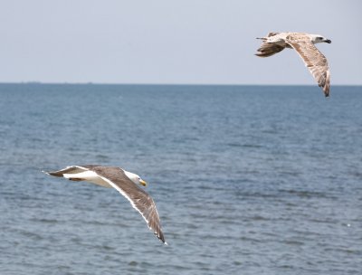 IMG_8636.jpg