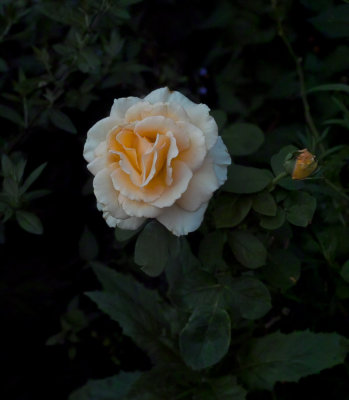 SDIM6170.jpg