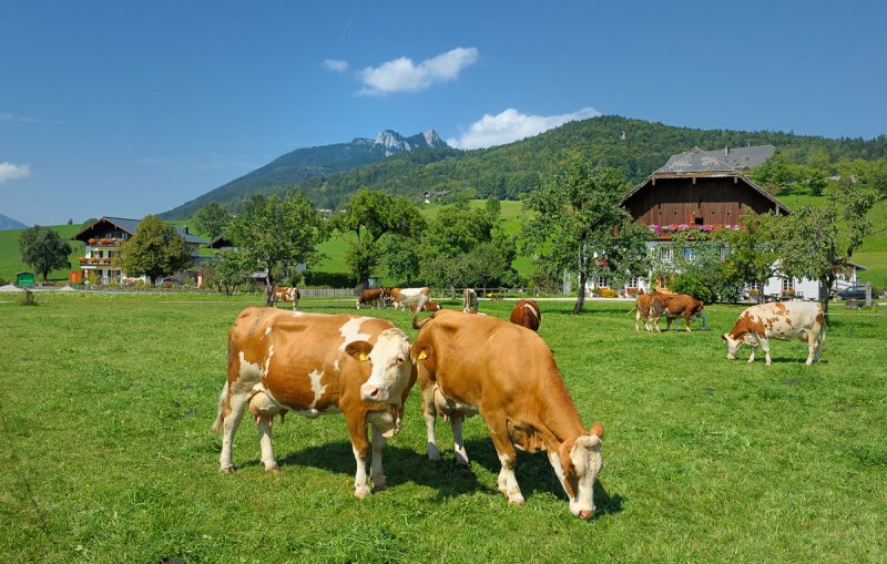 Austrian Pastoral
