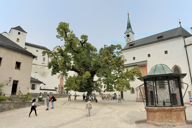The Tree in Salzburg Castle