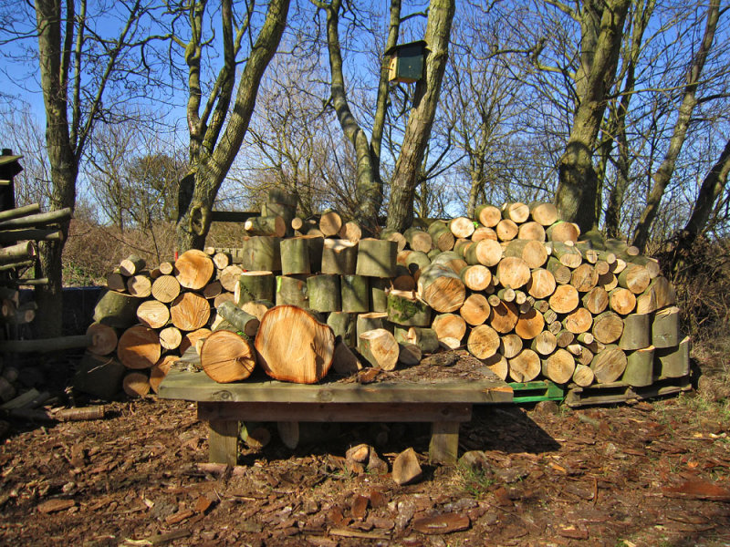 Terschelling wood