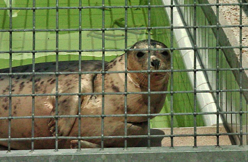 Pieterburen - Zeehondencrche