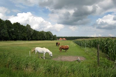 Wagenborgen - Hondshalsterpad