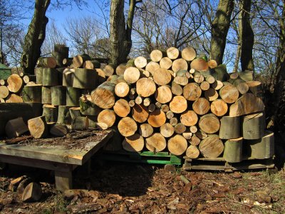 Terschelling wood