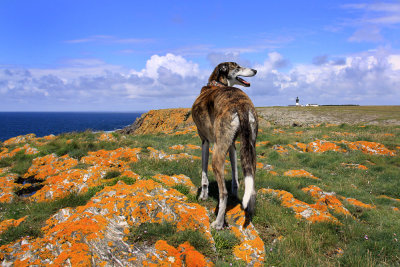 Orange Rock Dog