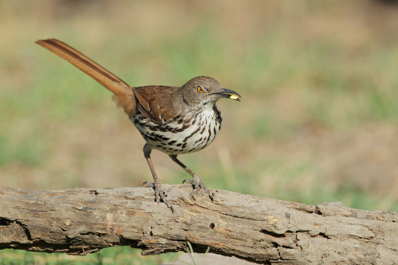 Long-billed Thrasher