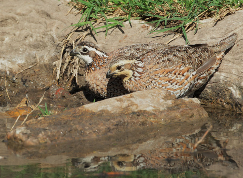 Northern Bobwhite, pair