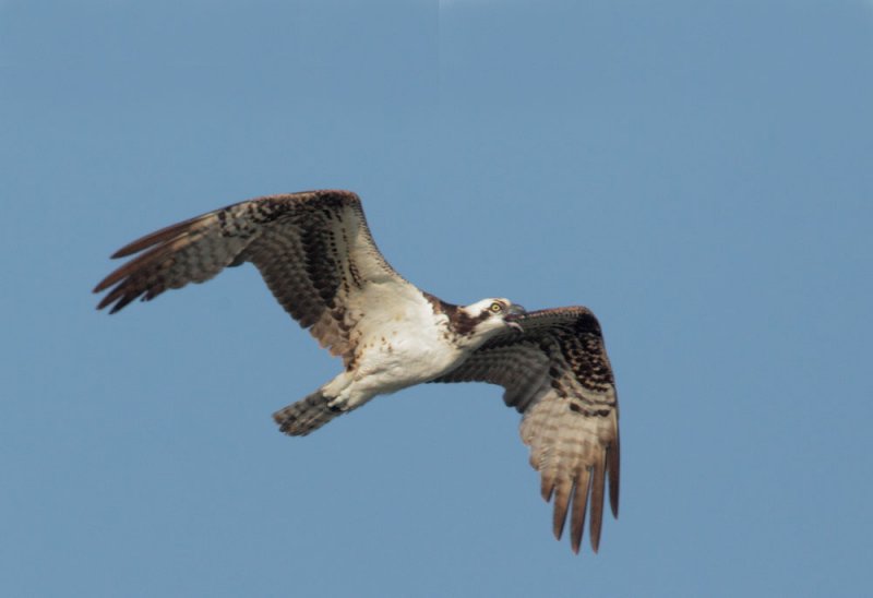 Osprey