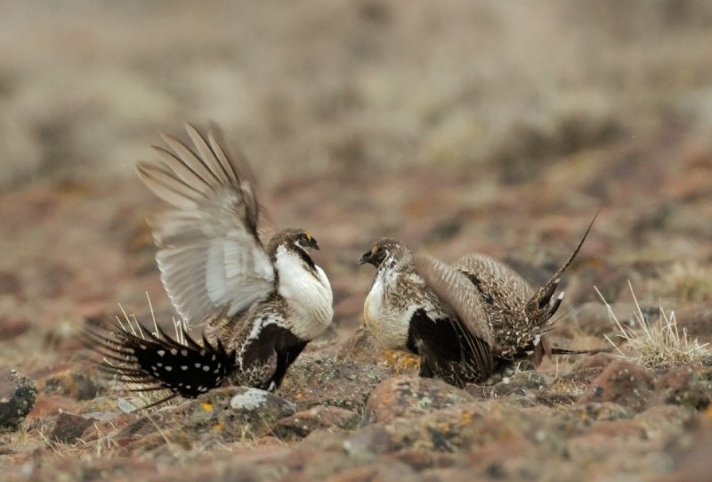Greater Sage Grouse, males facing off on lek
