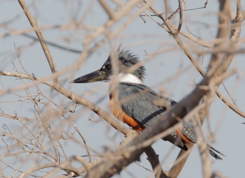 Ringed Kingfisher #3