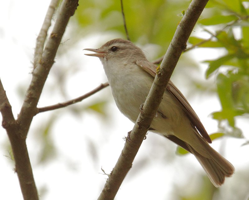 Warbling Vireo, singing male