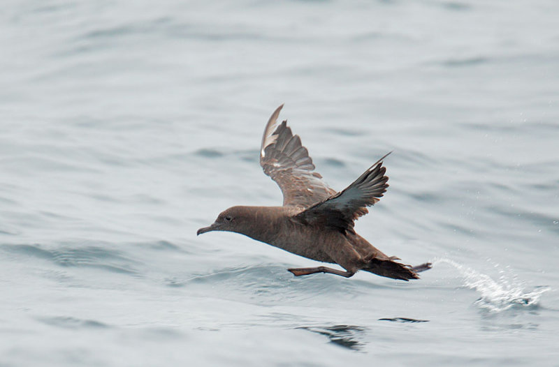 Sooty Shearwater, taking off