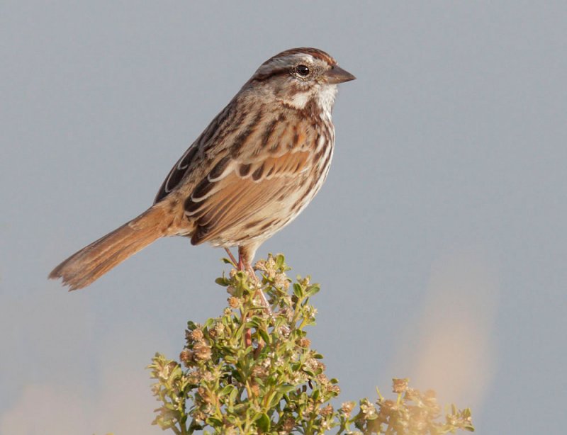 Song Sparrow