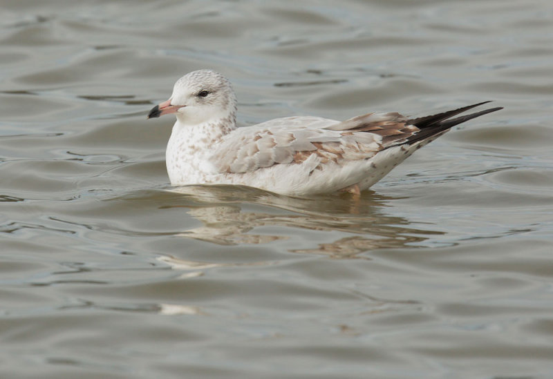 Ring-billed Gull, first winter