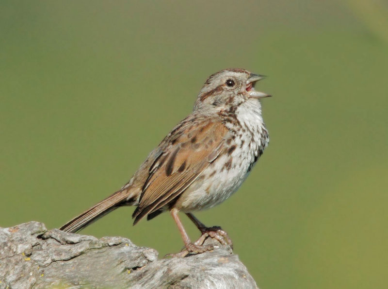 Song Sparrow, singing male