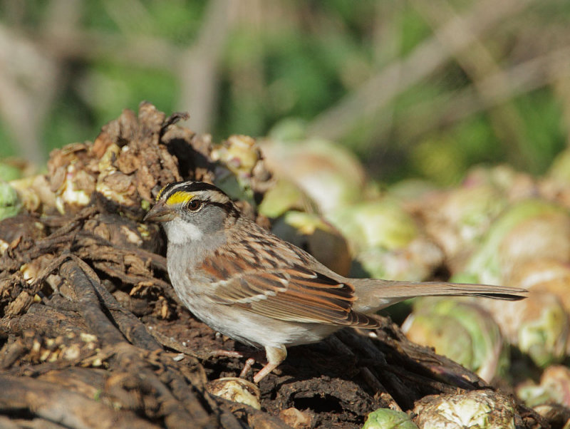 White-throated Sparrow, white-striped