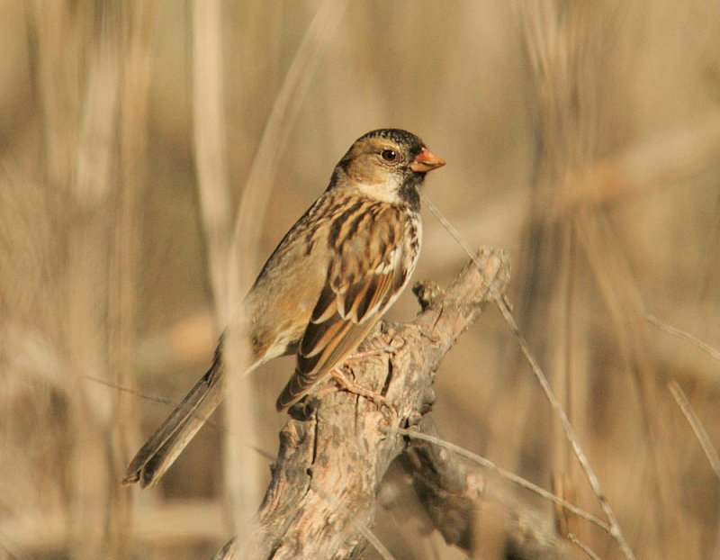 Harriss Sparrow