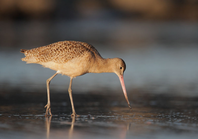 Marbled Godwit