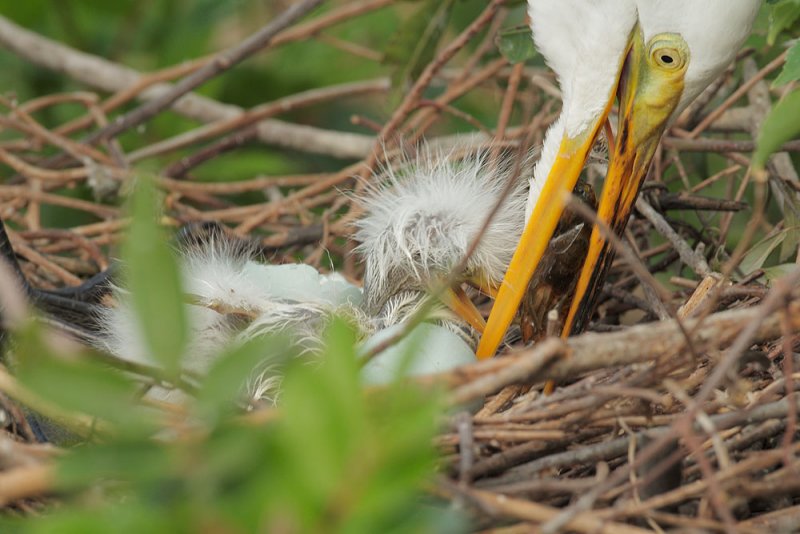 Great Egrets, adult feeding hatchling