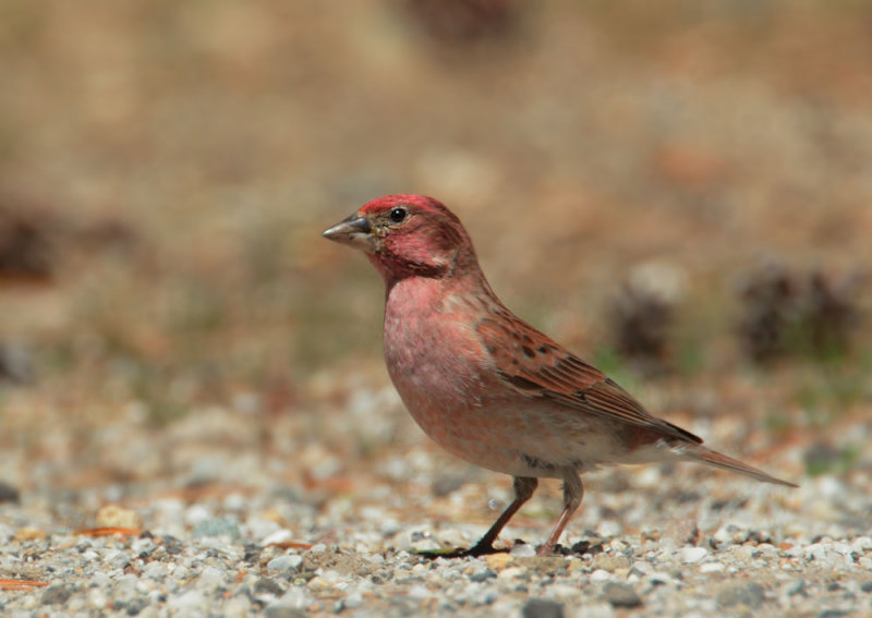 Cassins Finch, male