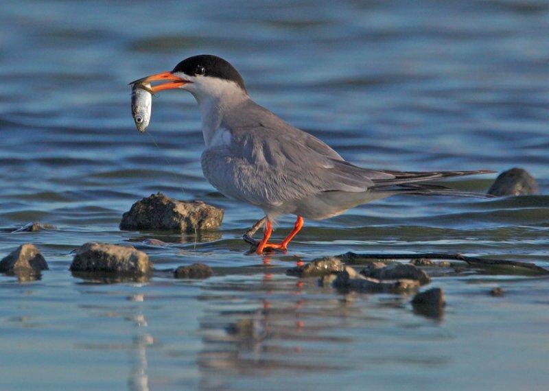Forsters Tern, with fish