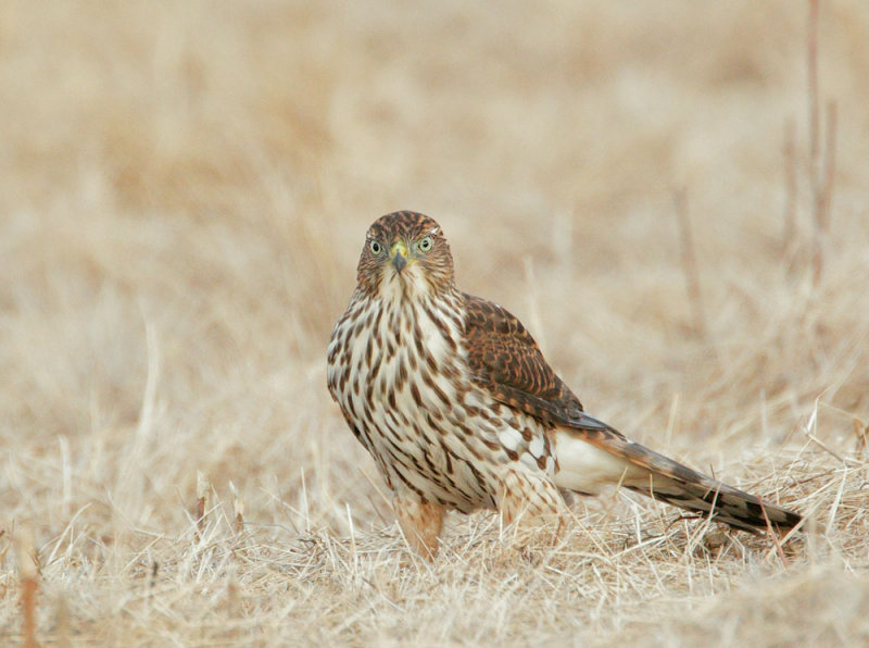 Coopers Hawk, juvenile