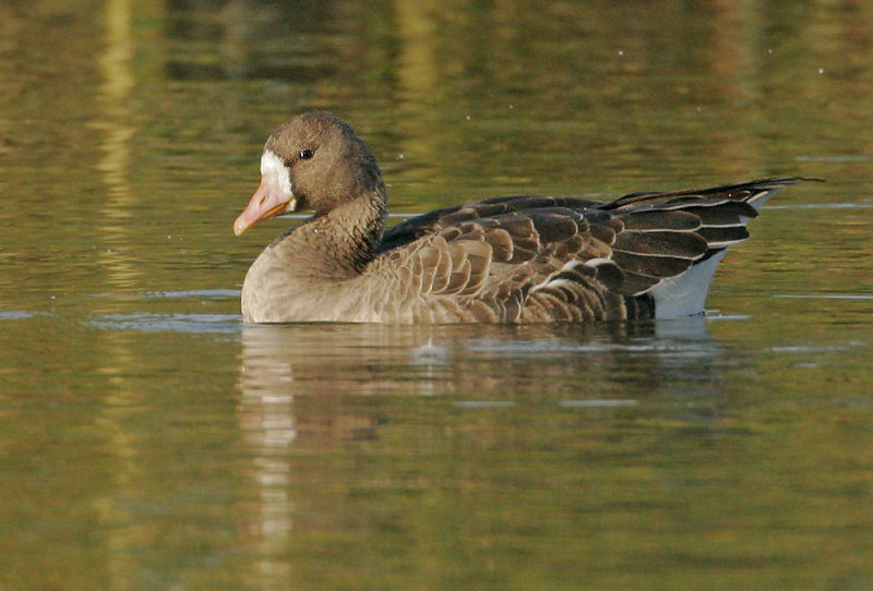 Greater White-fronted Goose