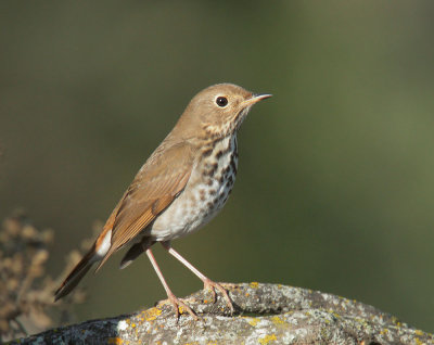 Hermit Thrush