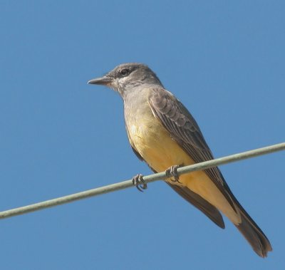 Cassin's Kingbird