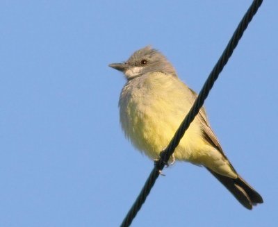 Cassin's Kingbird